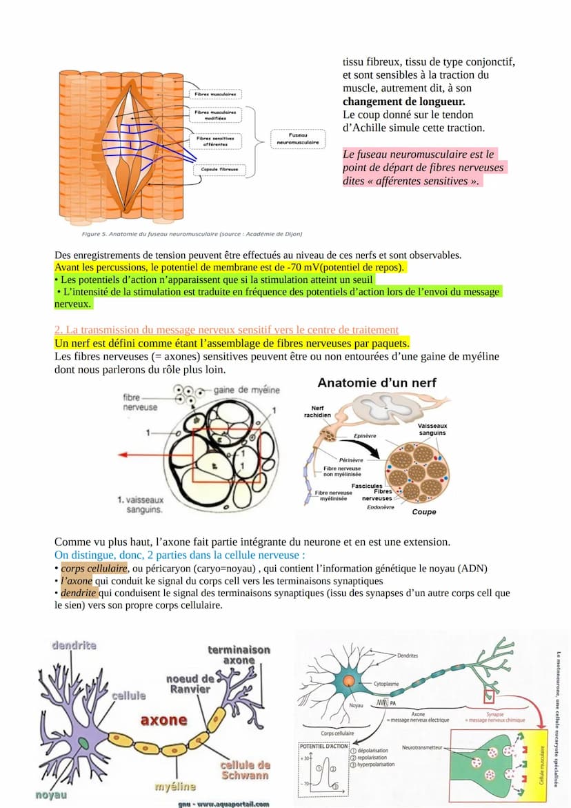 CHAP 1-LE REFLEXE ET LES PHENOMENES MIS EN JEU
Les organismes vivants sont constamment soumis à des stimulations de leur environnement (brui
