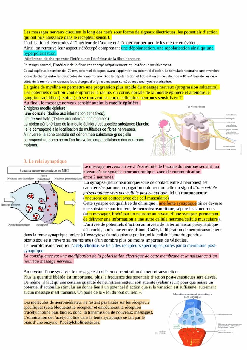 CHAP 1-LE REFLEXE ET LES PHENOMENES MIS EN JEU
Les organismes vivants sont constamment soumis à des stimulations de leur environnement (brui