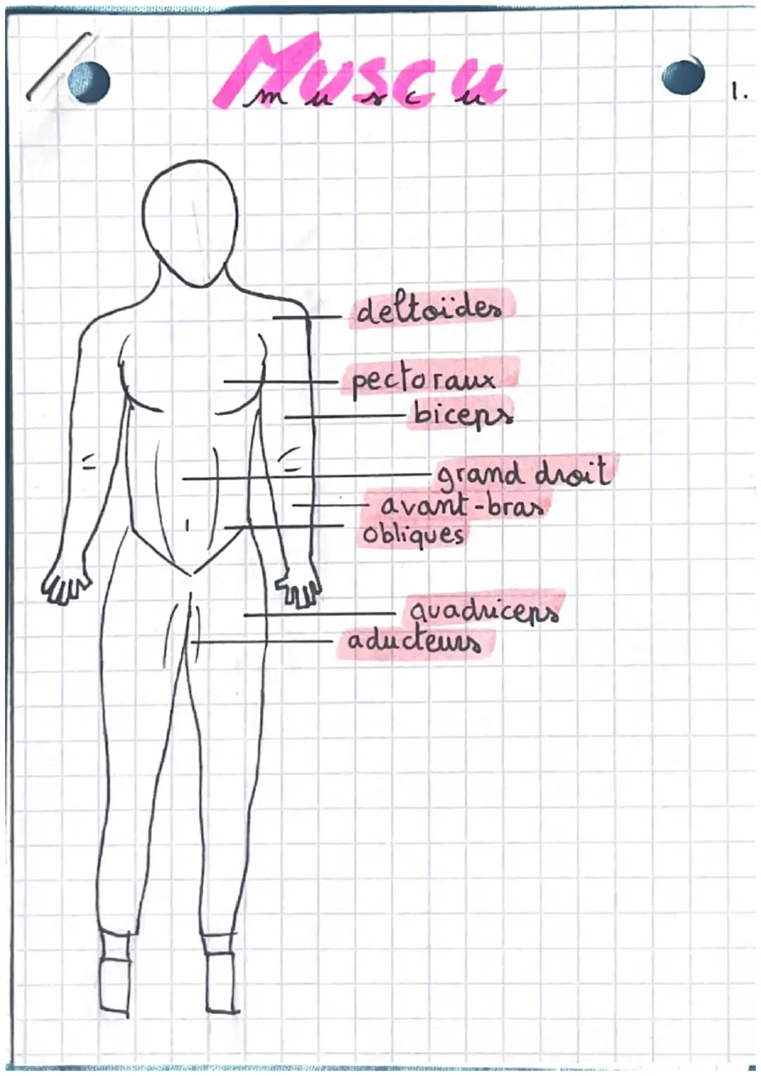 Musculation : muscles, contractions musculaires et réflexe myotatique
