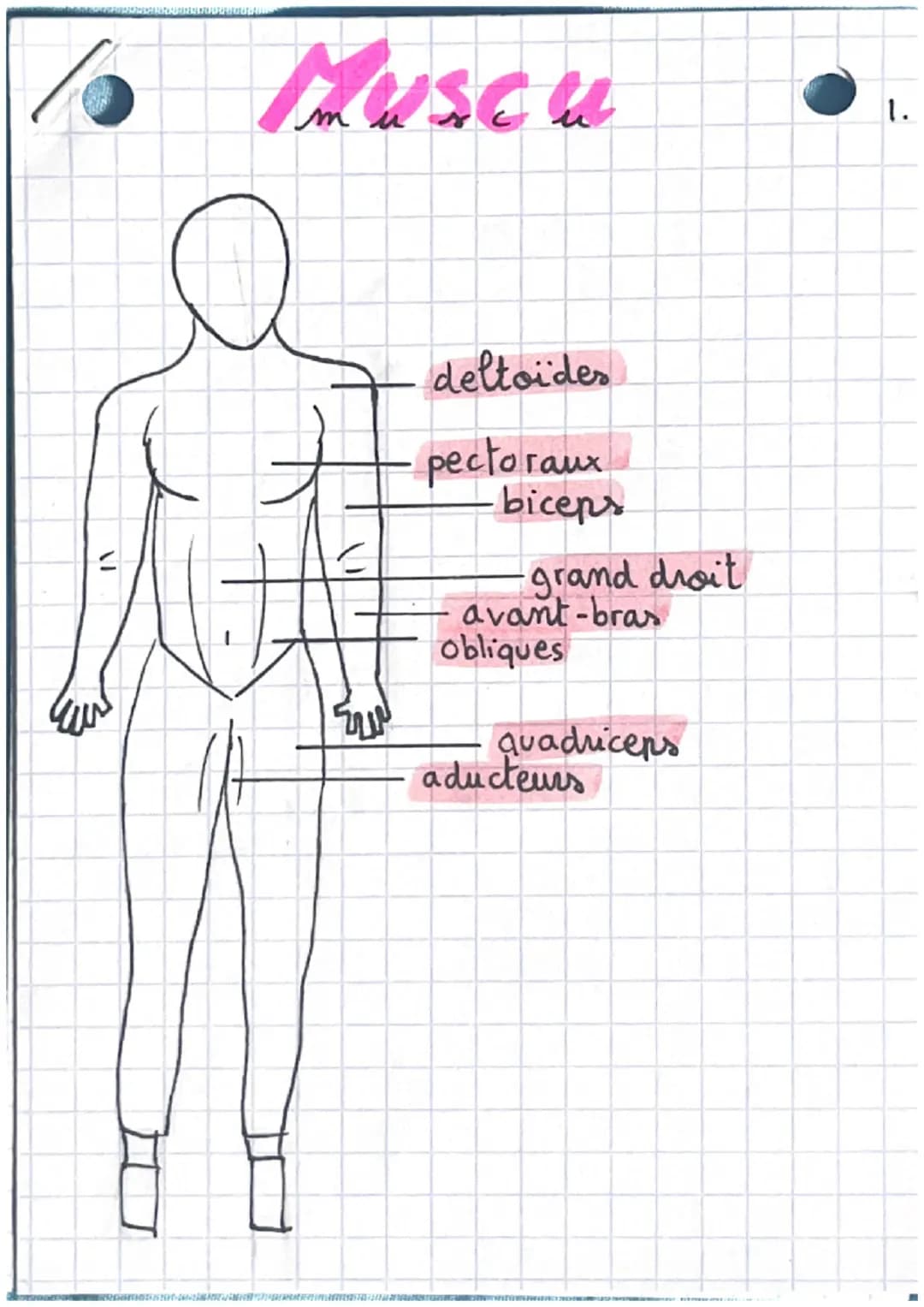 Muscu
1.
צור
deltoides
pectoraux
biceps
grand droit
avant-bras
obliques
quadriceps
aducteurs trapèzes
triceps
dorsaux
lombaires
fessiers
abd