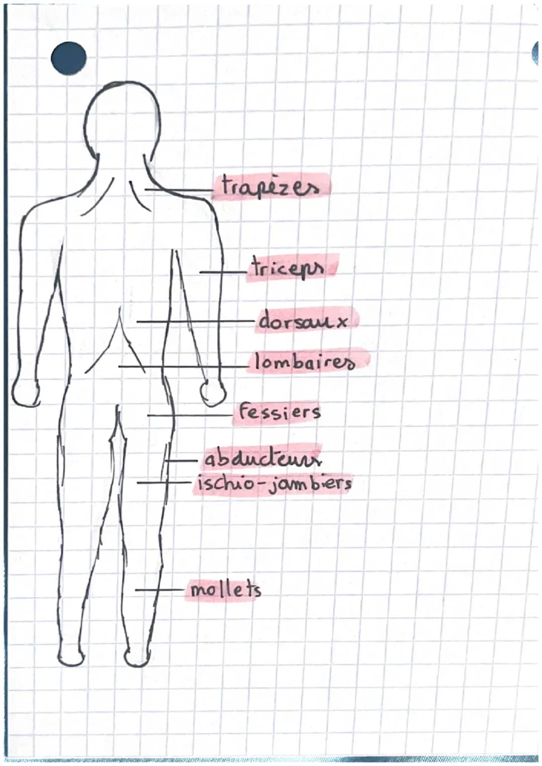 Muscu
1.
צור
deltoides
pectoraux
biceps
grand droit
avant-bras
obliques
quadriceps
aducteurs trapèzes
triceps
dorsaux
lombaires
fessiers
abd