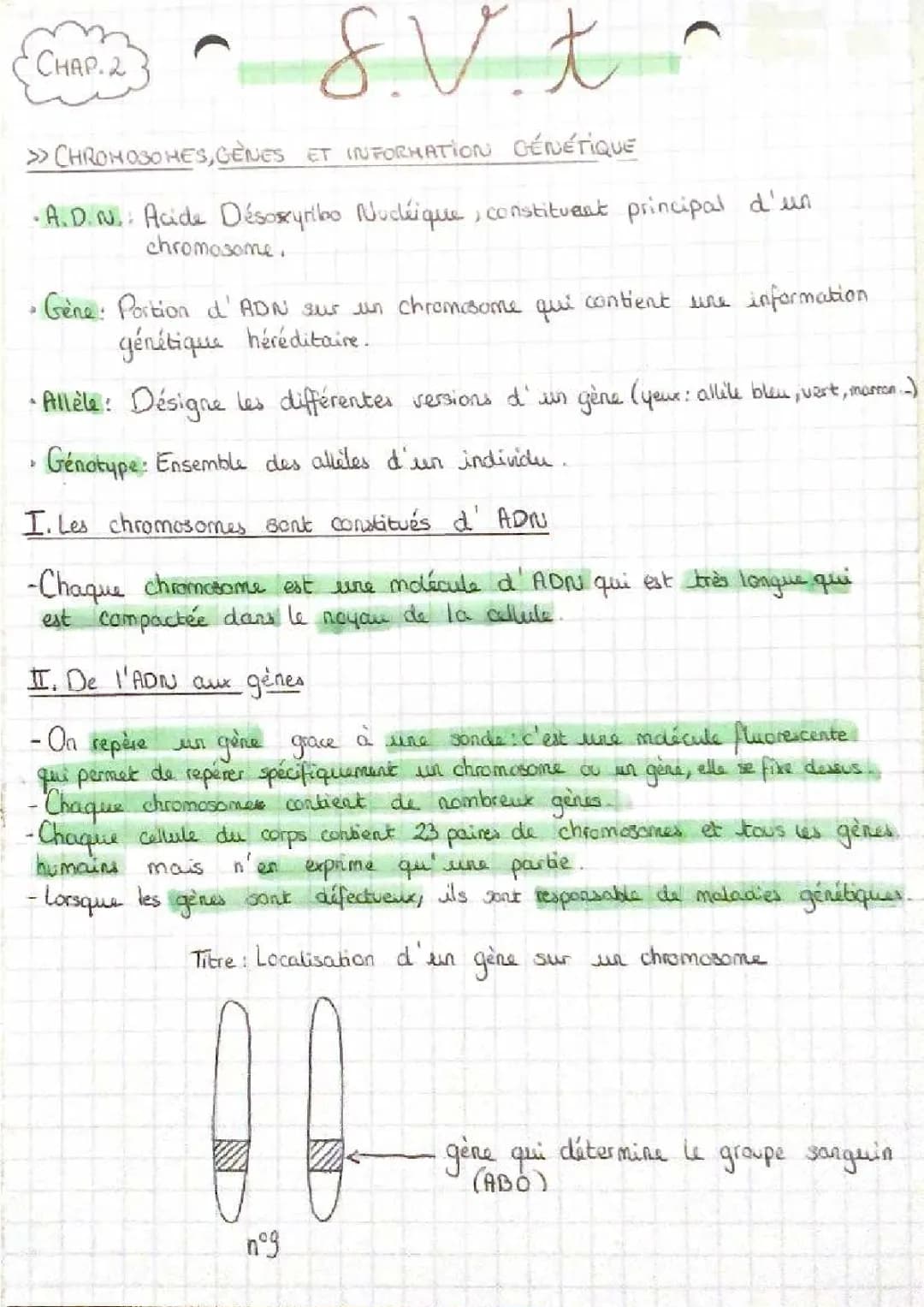 Chromosome, gènes et information génétique 