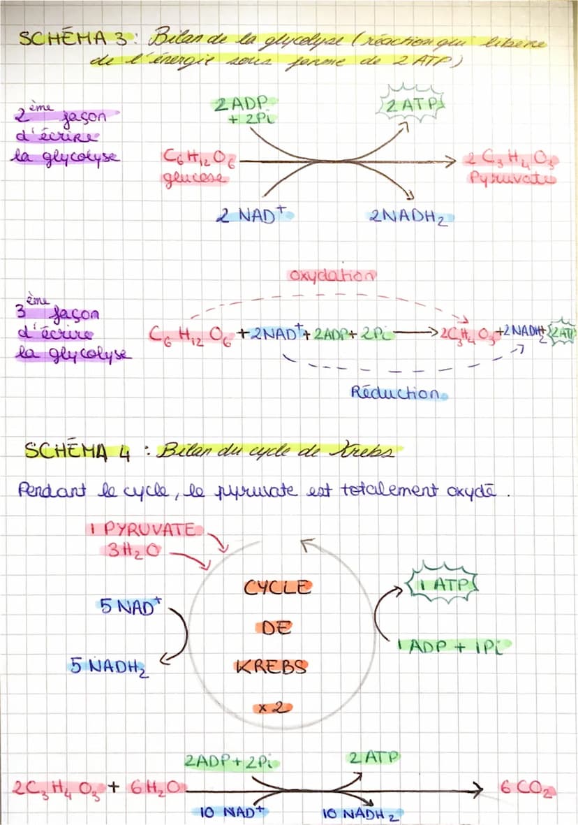 16
14
12
10
6+
4
(2)70
2
Schémas
SCHEMA 1: Graphique des échanges des levures avec
leur environnement et voics métaboliques chez les levures