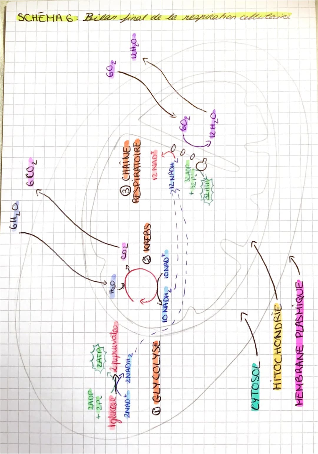 16
14
12
10
6+
4
(2)70
2
Schémas
SCHEMA 1: Graphique des échanges des levures avec
leur environnement et voics métaboliques chez les levures