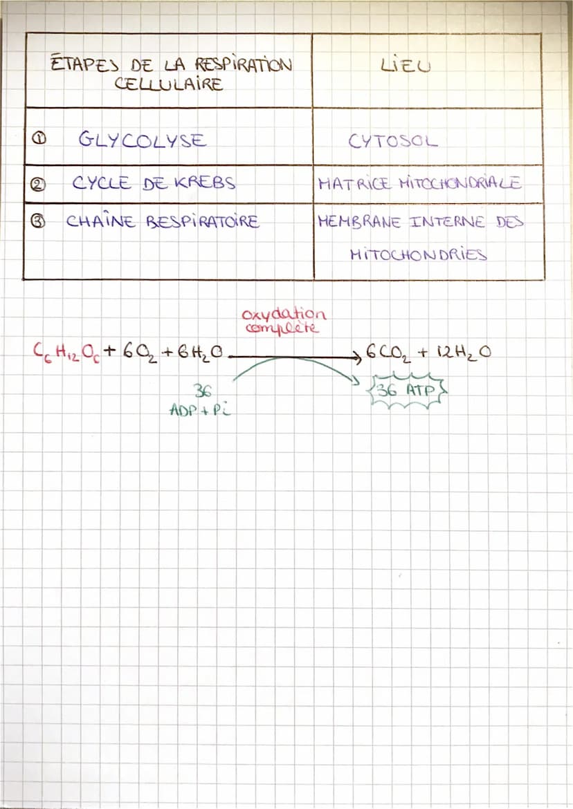 16
14
12
10
6+
4
(2)70
2
Schémas
SCHEMA 1: Graphique des échanges des levures avec
leur environnement et voics métaboliques chez les levures