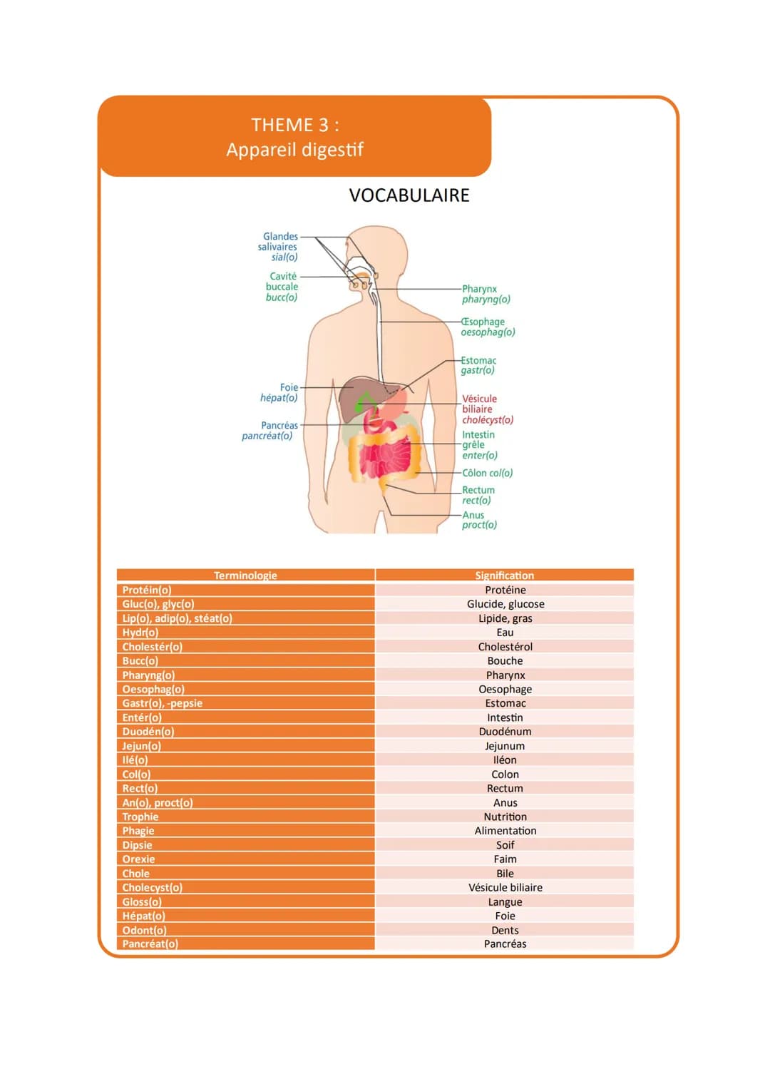 THEME 3 :
Appareil digestif
VOCABULAIRE
Glandes
salivaires
sial(o)
Cavité
buccale
bucc(o)
Foie
hépat(o)
Pancréas
pancréat(o)
-Pharynx
pharyn