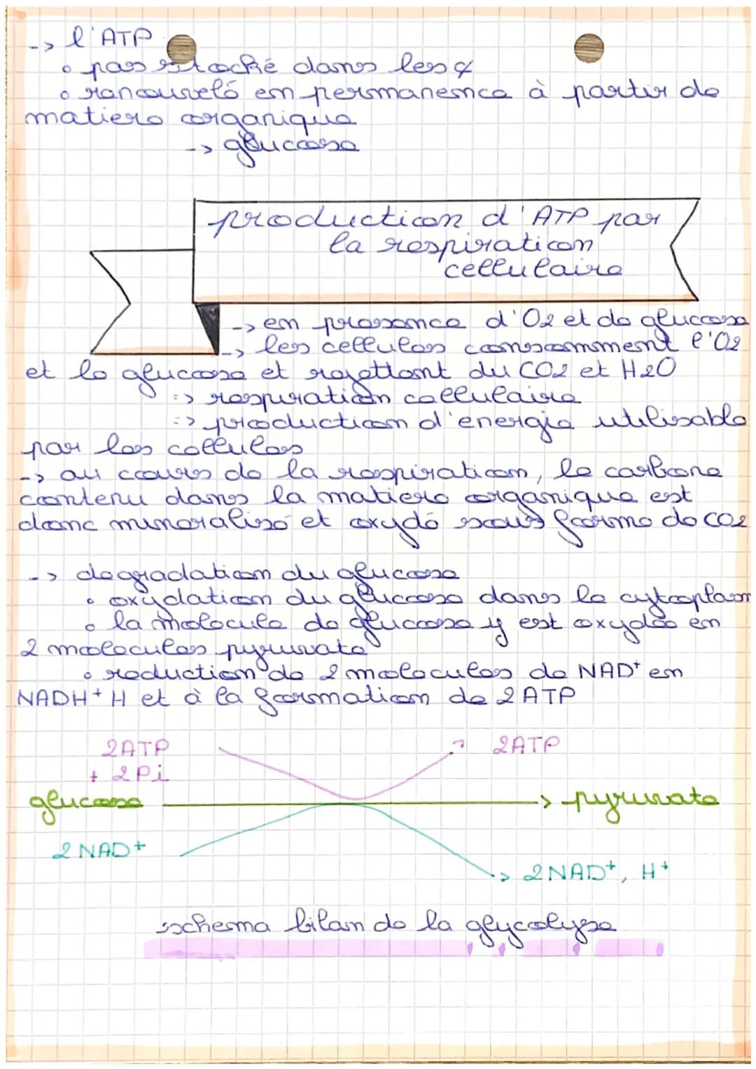 NEURO
chapy
Sdefinition
O
respiration collulaire degradaticon ccomplete
du gluccose en prossance d'oxigene, permettant
una liberation totale