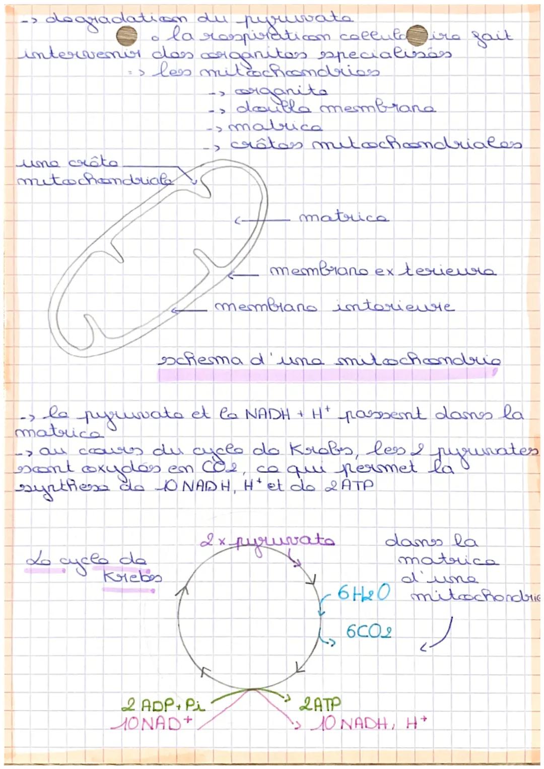 NEURO
chapy
Sdefinition
O
respiration collulaire degradaticon ccomplete
du gluccose en prossance d'oxigene, permettant
una liberation totale