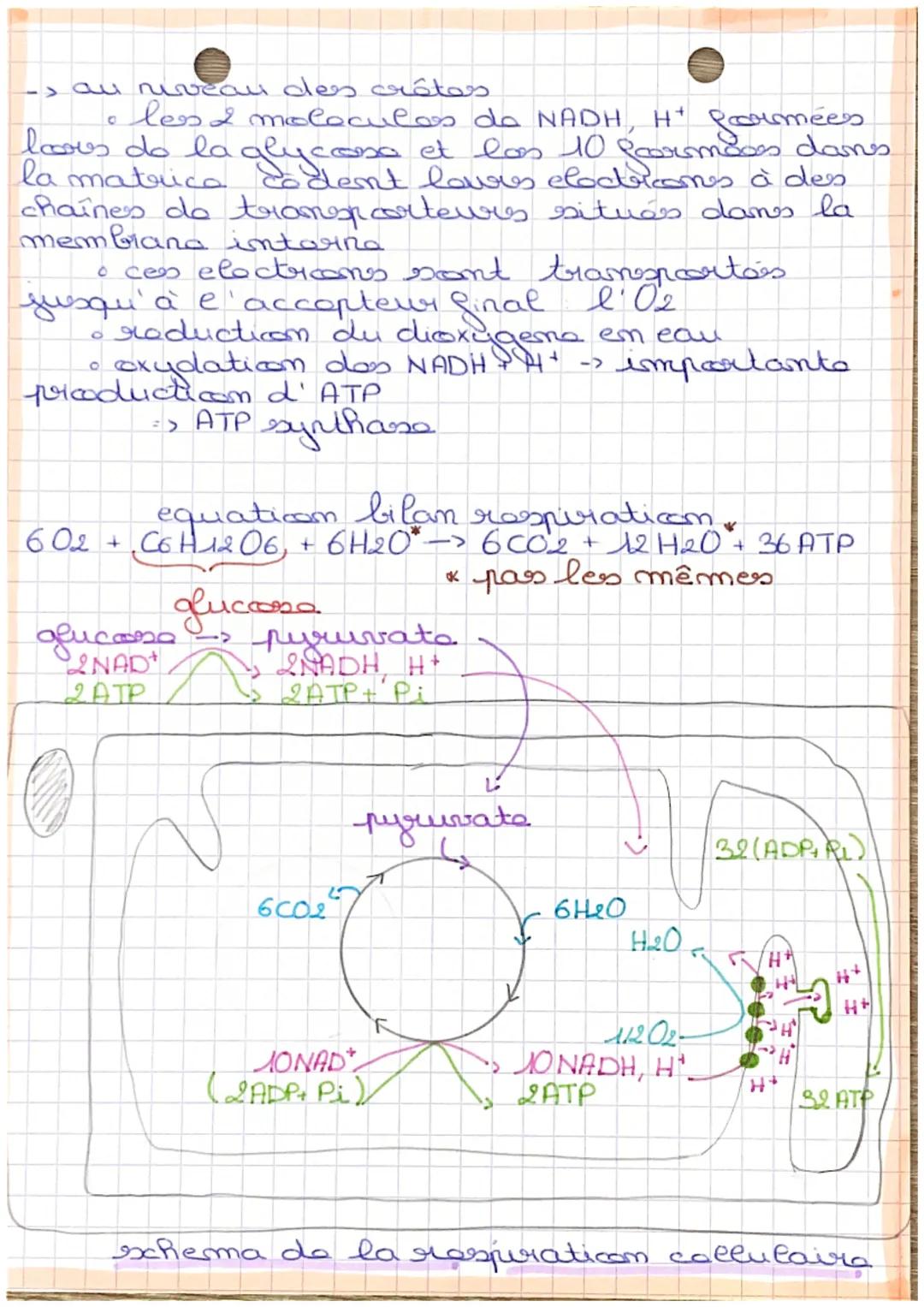 NEURO
chapy
Sdefinition
O
respiration collulaire degradaticon ccomplete
du gluccose en prossance d'oxigene, permettant
una liberation totale