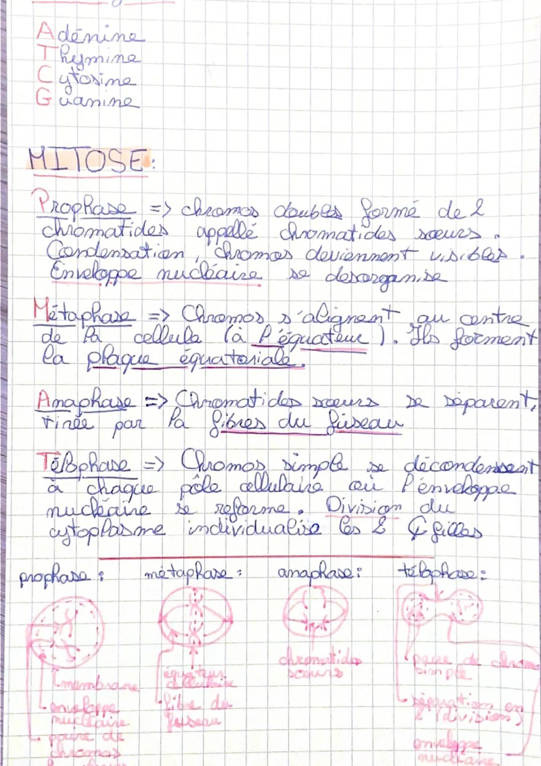 Vocabulaire
Gène = port de chromosomes formé
I une séquence d'AON qui porte une
info codé servant à la syntese d'une
proteine.
ADN = Acide p