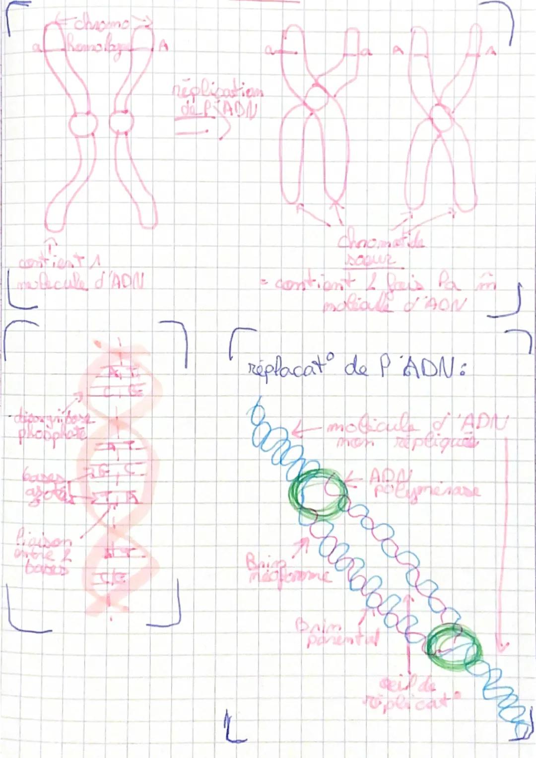 Vocabulaire
Gène = port de chromosomes formé
I une séquence d'AON qui porte une
info codé servant à la syntese d'une
proteine.
ADN = Acide p