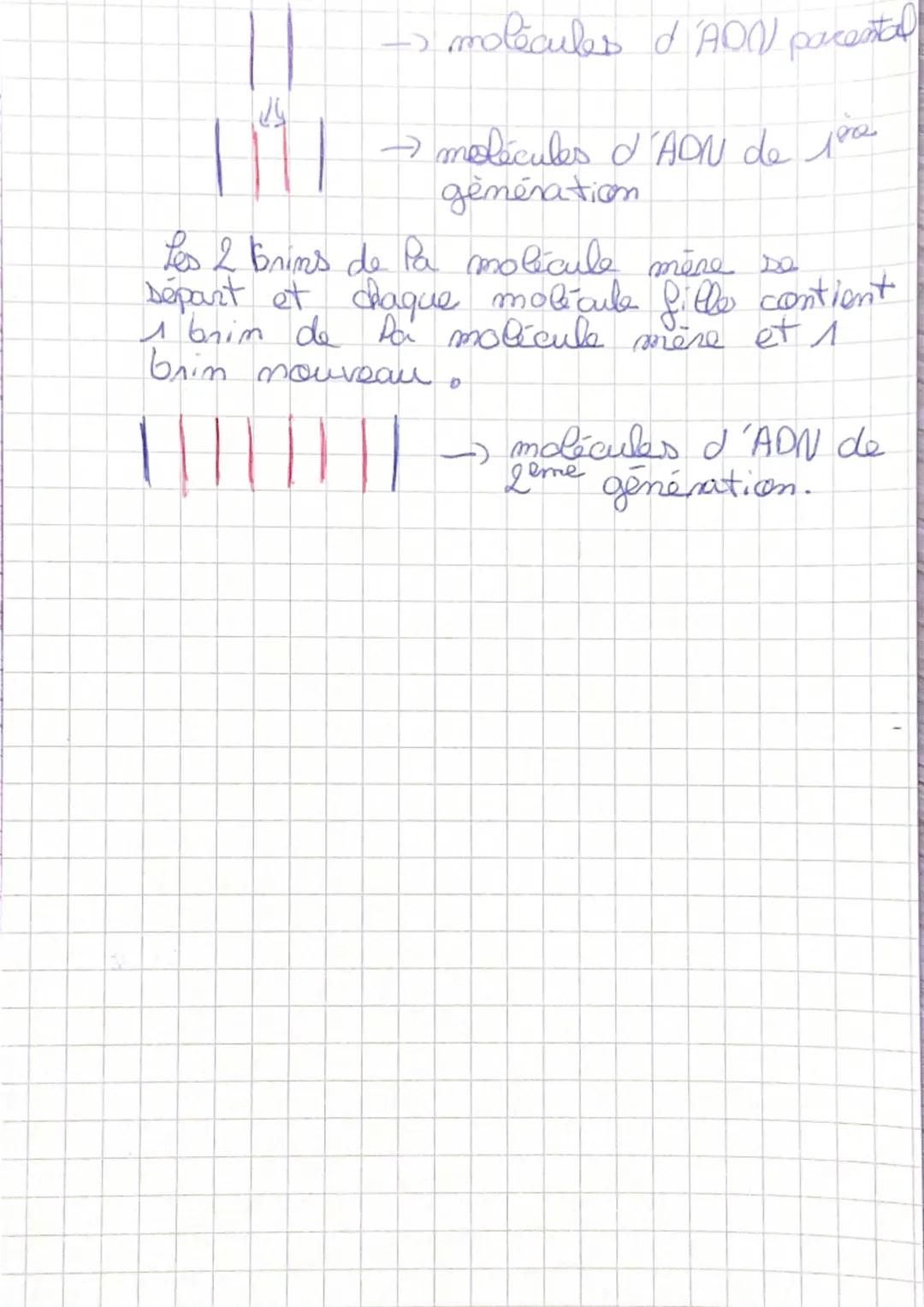 Vocabulaire
Gène = port de chromosomes formé
I une séquence d'AON qui porte une
info codé servant à la syntese d'une
proteine.
ADN = Acide p