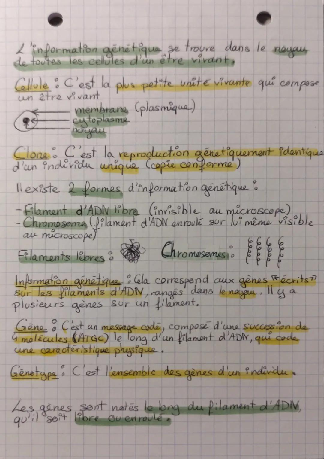 SVT

Diversité physique et information
génétique

Pour observer la diversité entre les individus, on compare
leurs caractéristiques physique