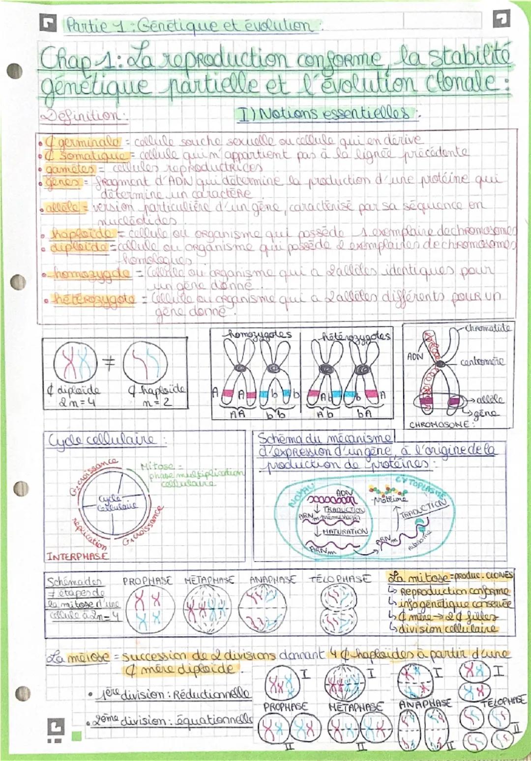 Partie 1 Genétique et évolution.
Chap 1: La reproduction conforme, la stabilité
génétique partielle et l'évolution clonale:
Definition
1) No