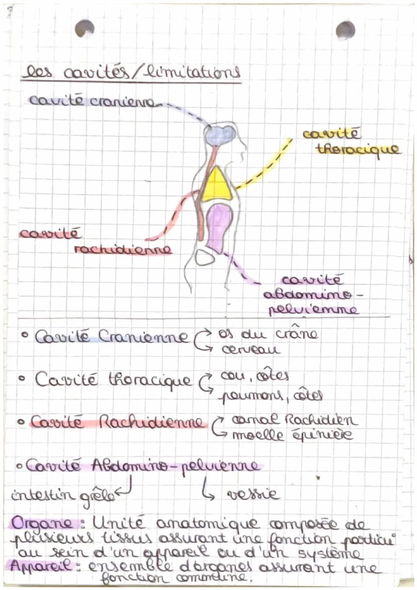 2
4 Biologie
C
Chapitre 1 : Anatomie et unité de
l'organisme
Biologie : étude due vivant
Anatomie : étude scientifique de l'organisation!
du