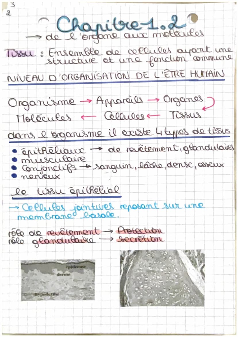 2
4 Biologie
C
Chapitre 1 : Anatomie et unité de
l'organisme
Biologie : étude due vivant
Anatomie : étude scientifique de l'organisation!
du