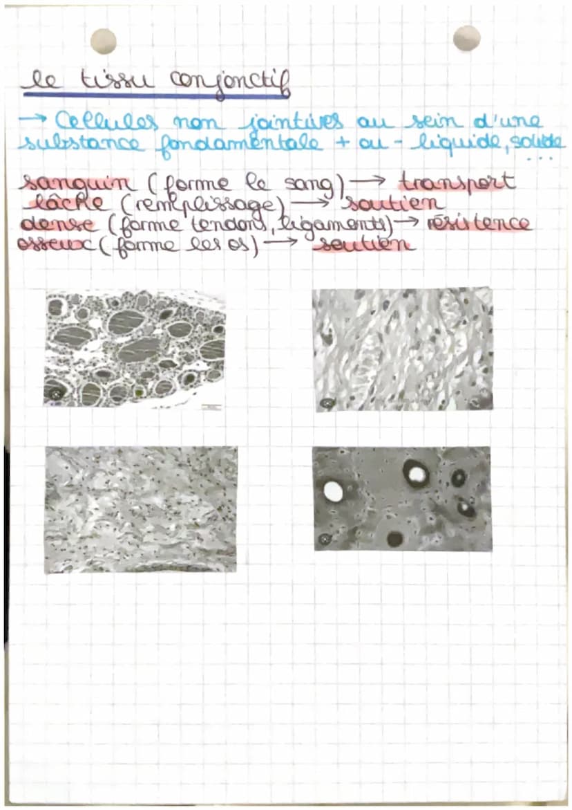 2
4 Biologie
C
Chapitre 1 : Anatomie et unité de
l'organisme
Biologie : étude due vivant
Anatomie : étude scientifique de l'organisation!
du