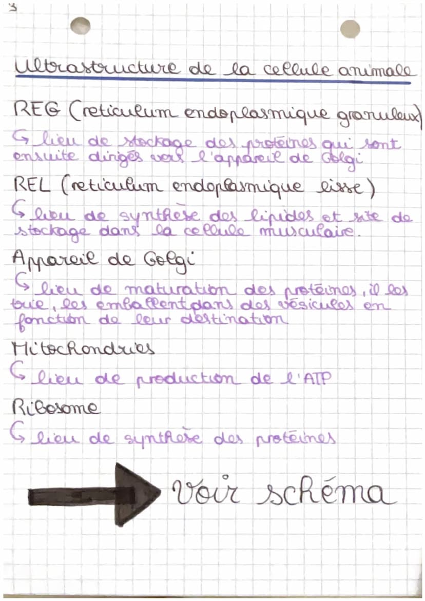 2
4 Biologie
C
Chapitre 1 : Anatomie et unité de
l'organisme
Biologie : étude due vivant
Anatomie : étude scientifique de l'organisation!
du