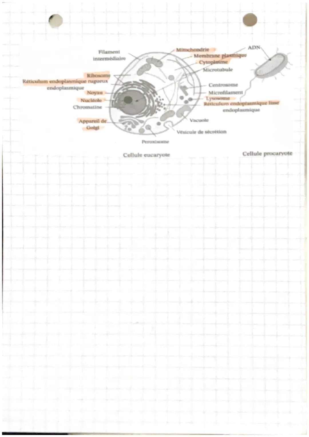 2
4 Biologie
C
Chapitre 1 : Anatomie et unité de
l'organisme
Biologie : étude due vivant
Anatomie : étude scientifique de l'organisation!
du