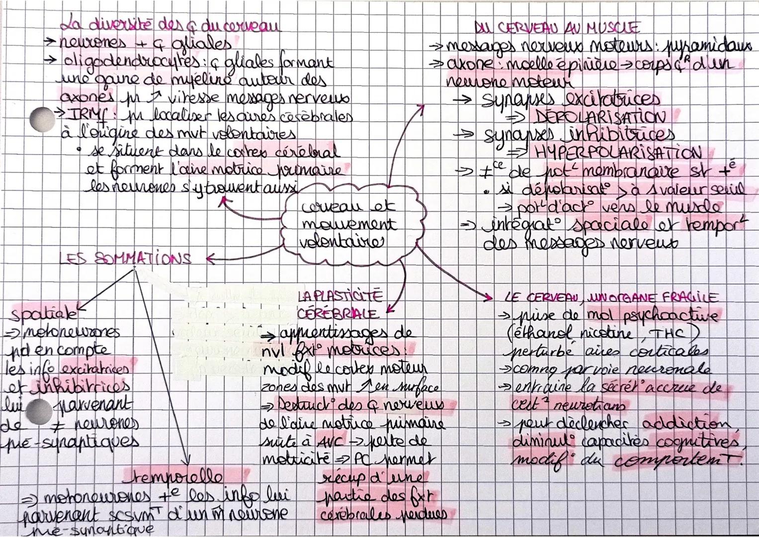 # La diversité des & du cerveau

→ neurones + & gliales

→ oligodendrocytes: & gliales formant
une gaire de myelire autour des
axones in vit