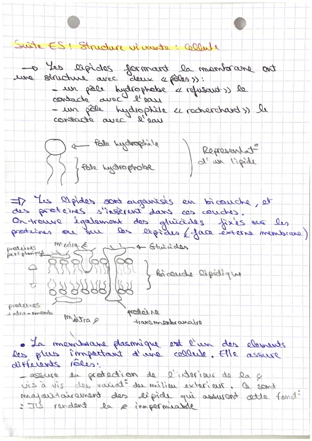 ES: Sut Structure vivante: Cellule
Niveaux el'erganisat
повесиле о
Populat & Organisme
Alome
Biosphère 4-
↓
Ecosysteme
Organe le plus volumi