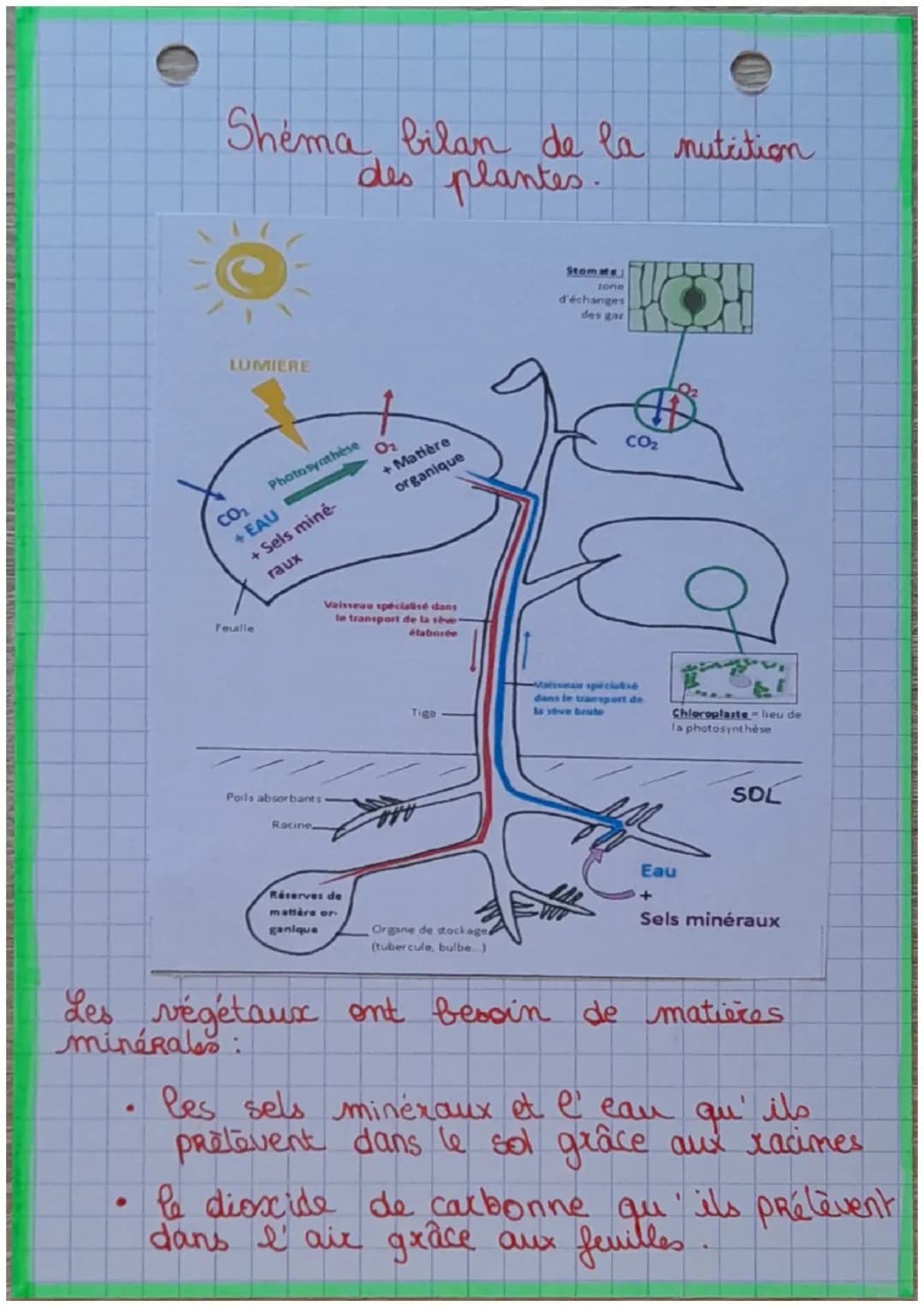 SVT
La nutrition des végétaux
On sait que les êtres vivants ont besoin
de se nourrir pour vivre ce qui leur
apporte l'énergie nécessaire à l