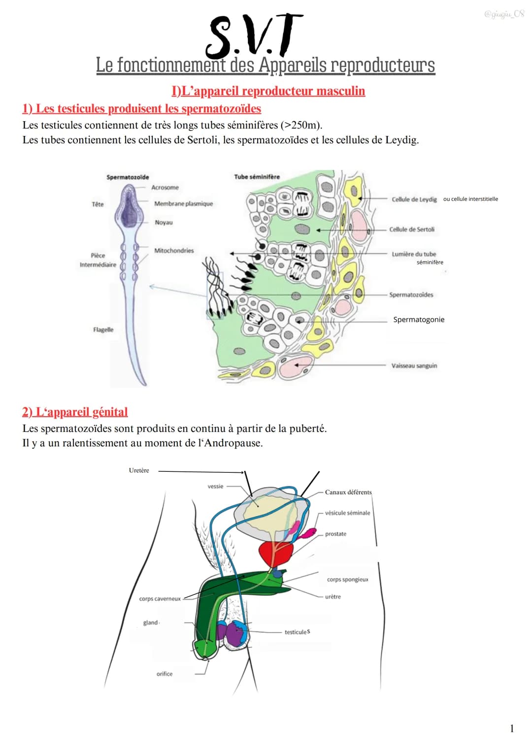 S.V.T
Le fonctionnement des Appareils reproducteurs
I)L'appareil reproducteur masculin
1) Les testicules produisent les spermatozoïdes
Les t