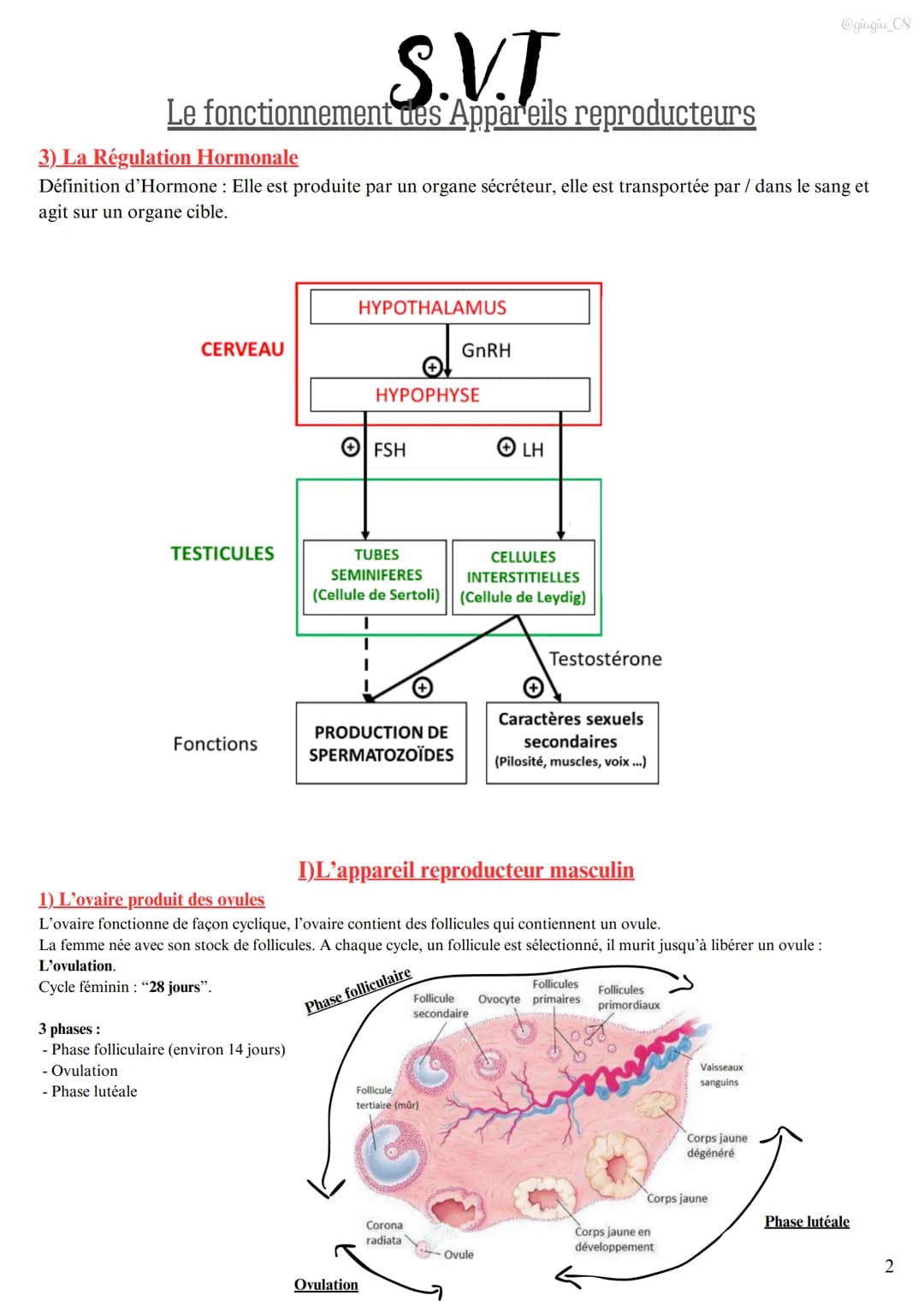 S.V.T
Le fonctionnement des Appareils reproducteurs
I)L'appareil reproducteur masculin
1) Les testicules produisent les spermatozoïdes
Les t