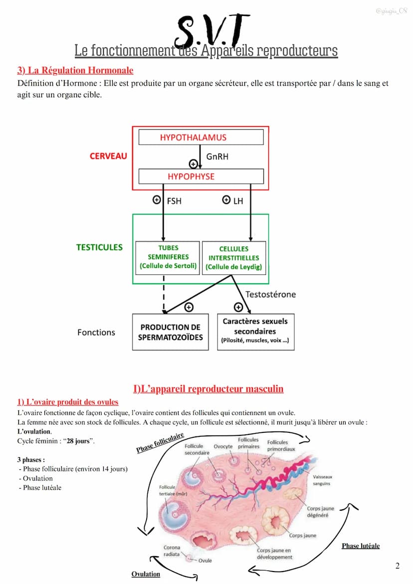 S.V.T
Le fonctionnement des Appareils reproducteurs
I)L'appareil reproducteur masculin
1) Les testicules produisent les spermatozoïdes
Les t