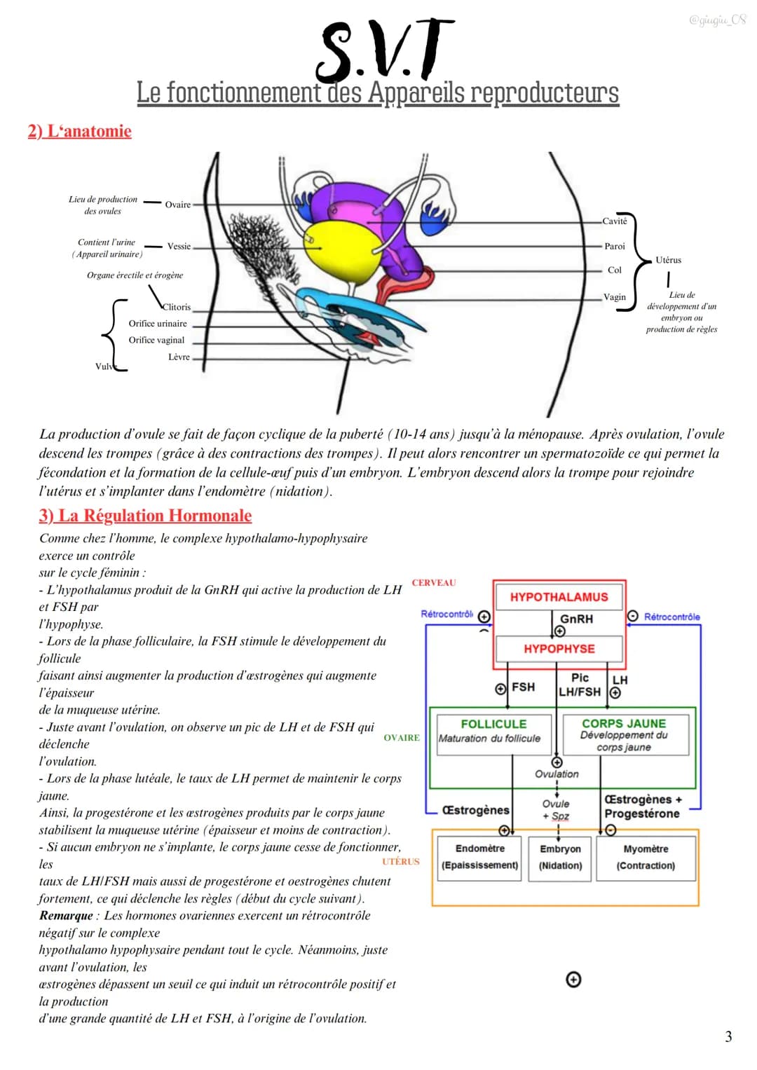 S.V.T
Le fonctionnement des Appareils reproducteurs
I)L'appareil reproducteur masculin
1) Les testicules produisent les spermatozoïdes
Les t