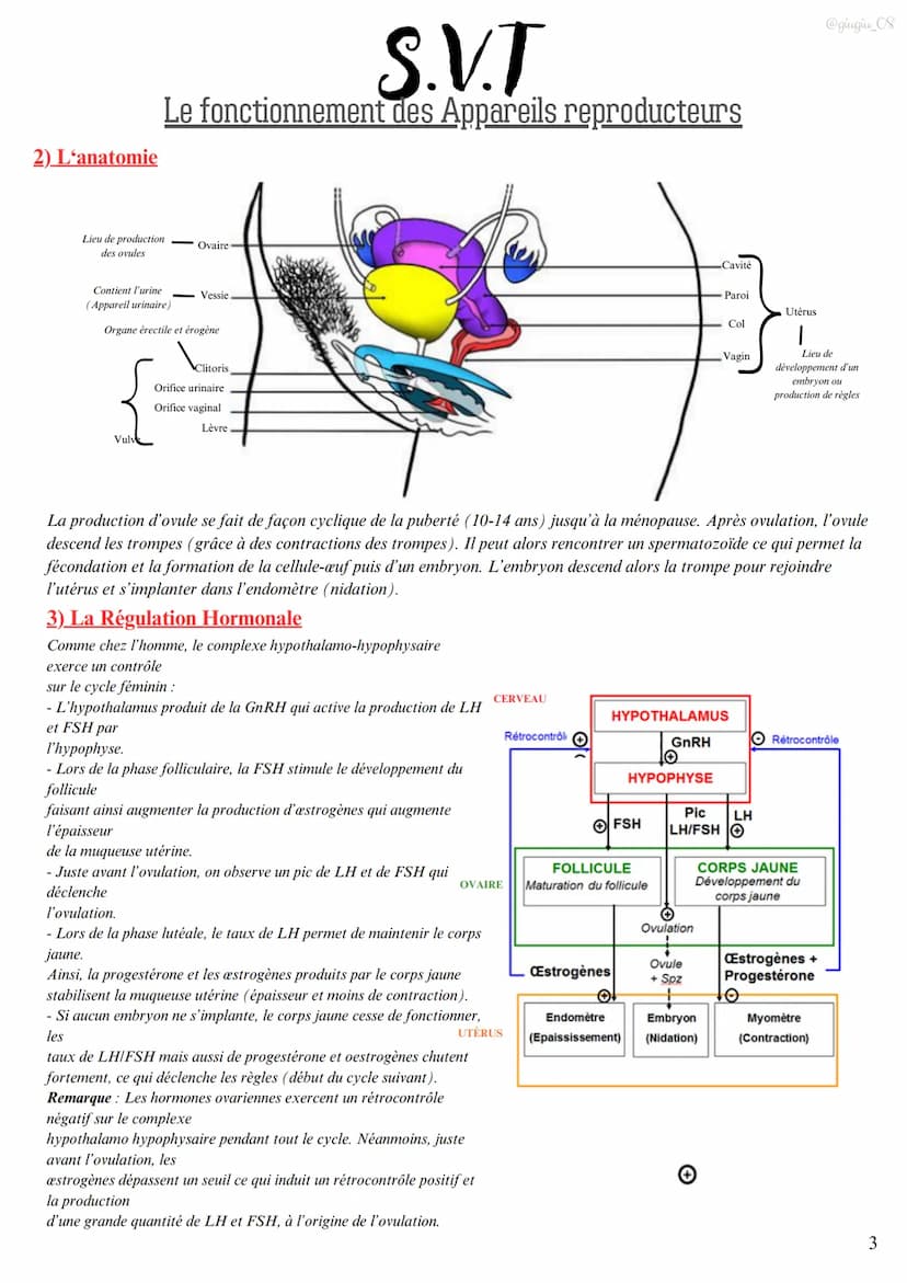 S.V.T
Le fonctionnement des Appareils reproducteurs
I)L'appareil reproducteur masculin
1) Les testicules produisent les spermatozoïdes
Les t