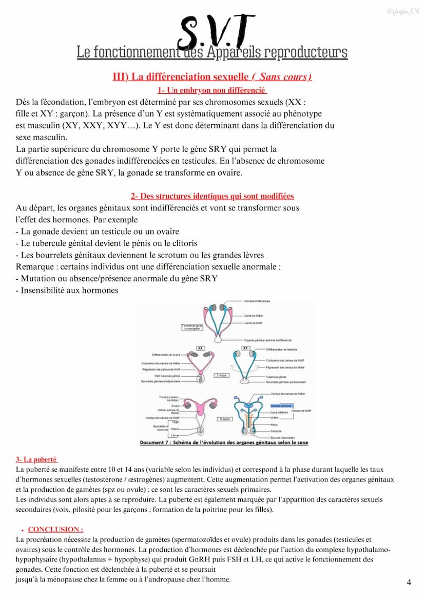 S.V.T
Le fonctionnement des Appareils reproducteurs
I)L'appareil reproducteur masculin
1) Les testicules produisent les spermatozoïdes
Les t
