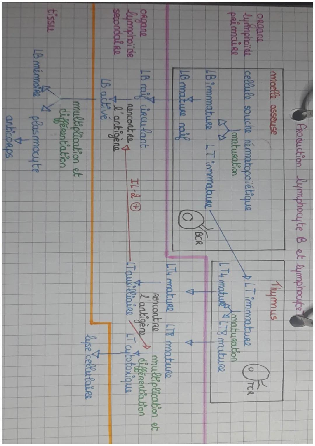 Production lymphocyte B et lymphocyte

moelle osseuse
organe
lymphoïde cellule souche hematopoiétique
primaire

Thymus

LT immature

OTCR

J