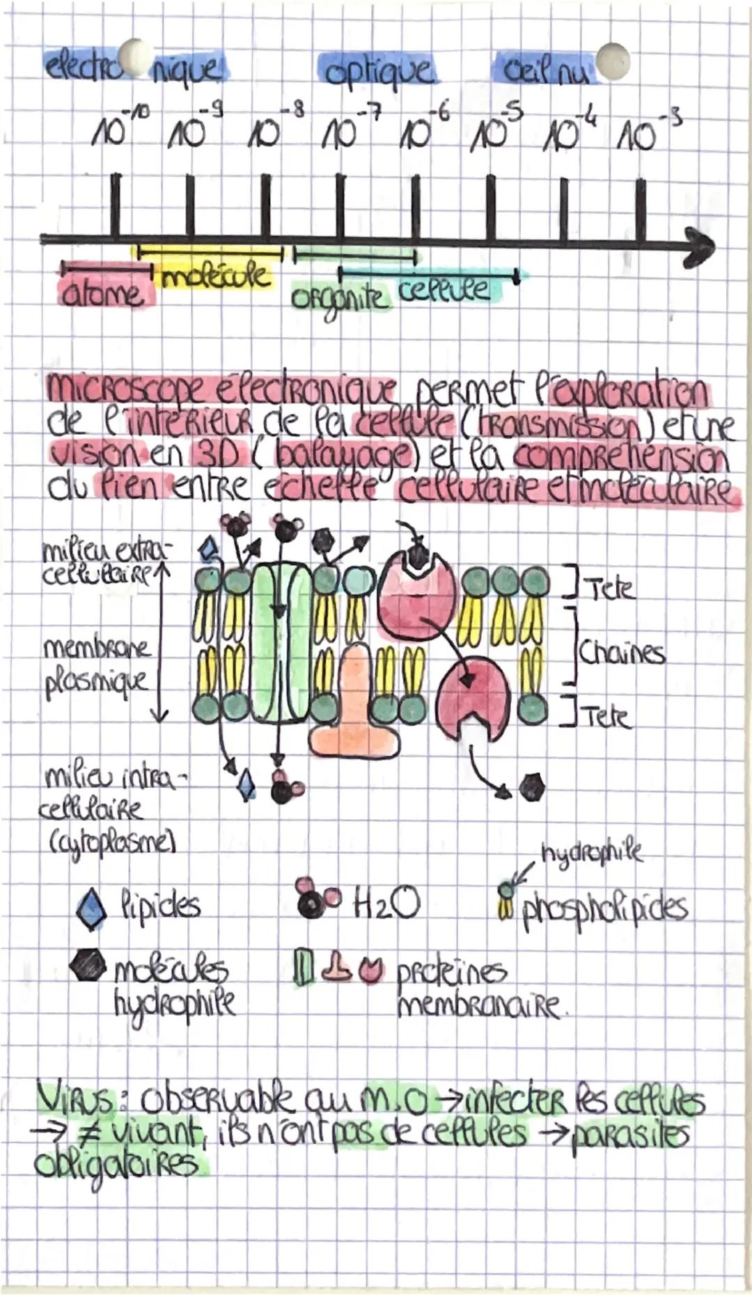 # Sciences, Vie, Terre

INNOVATIONS
SCHLEIDEN & SCHWIANN
175
la cellule constitue
l'unite du vivant

HOOKE & LEEUWENHDEK
observation uscopiq