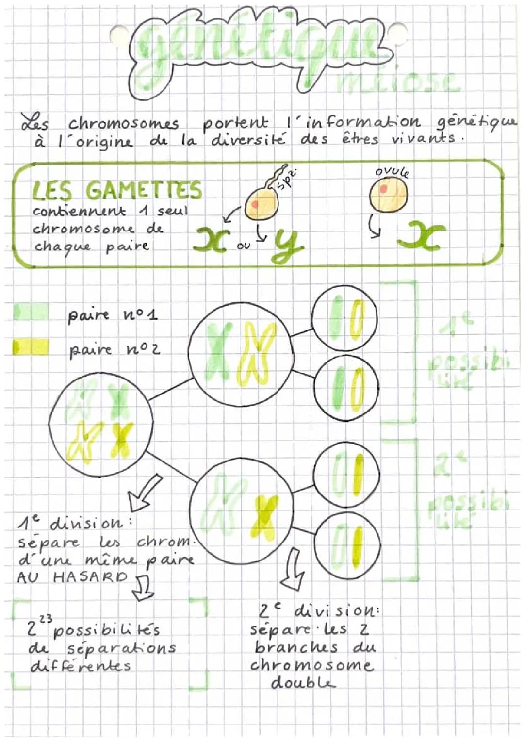 Découvre les mystères de la division cellulaire : Mitose et Méiose pour les curieux