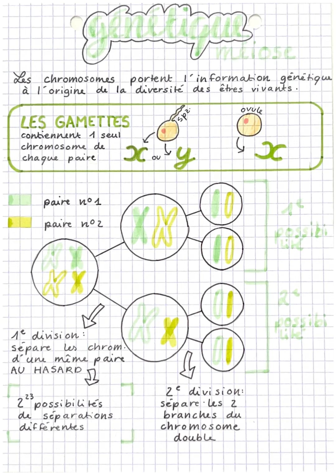 ganlligue
Les chromosomes portent l'information génétique
à l'origine de la diversité des êtres vivants.
LES GAMETTES
contiennent 1 seul
chr