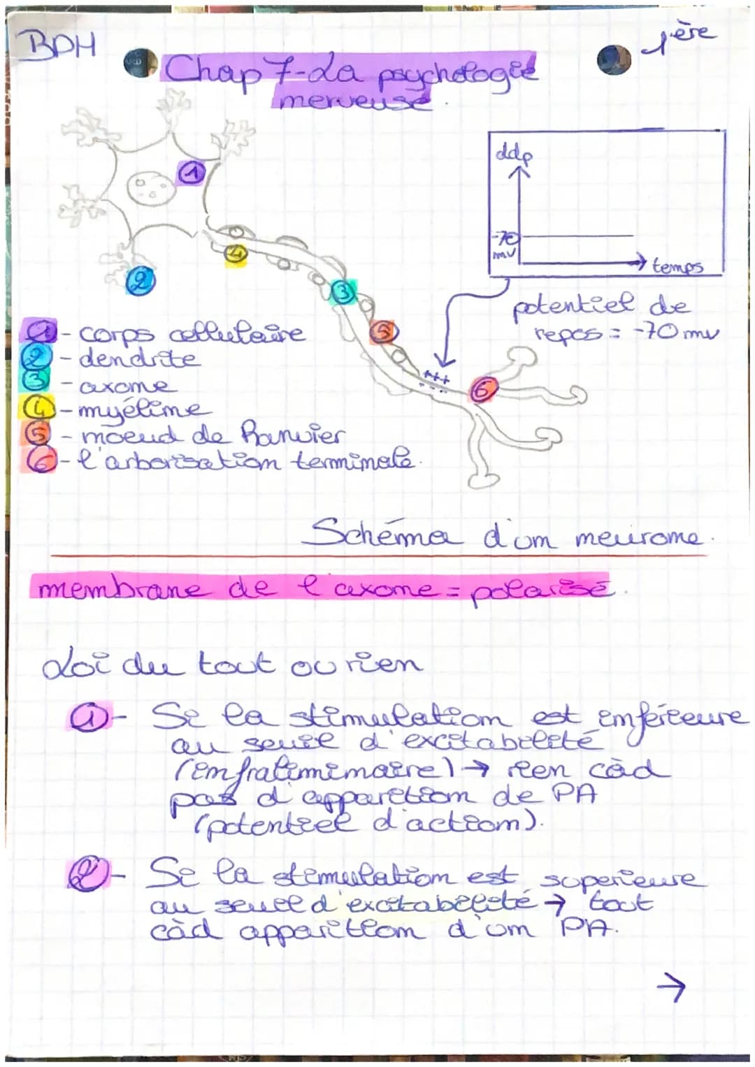 BPH
RD
corps cellulaire
- dendrite
Chap 7-La psychologie
merveuse
-axome
@-myélime
moeud de Ranvier
l'arborisation terminale.
HITNOT P
-
ddp