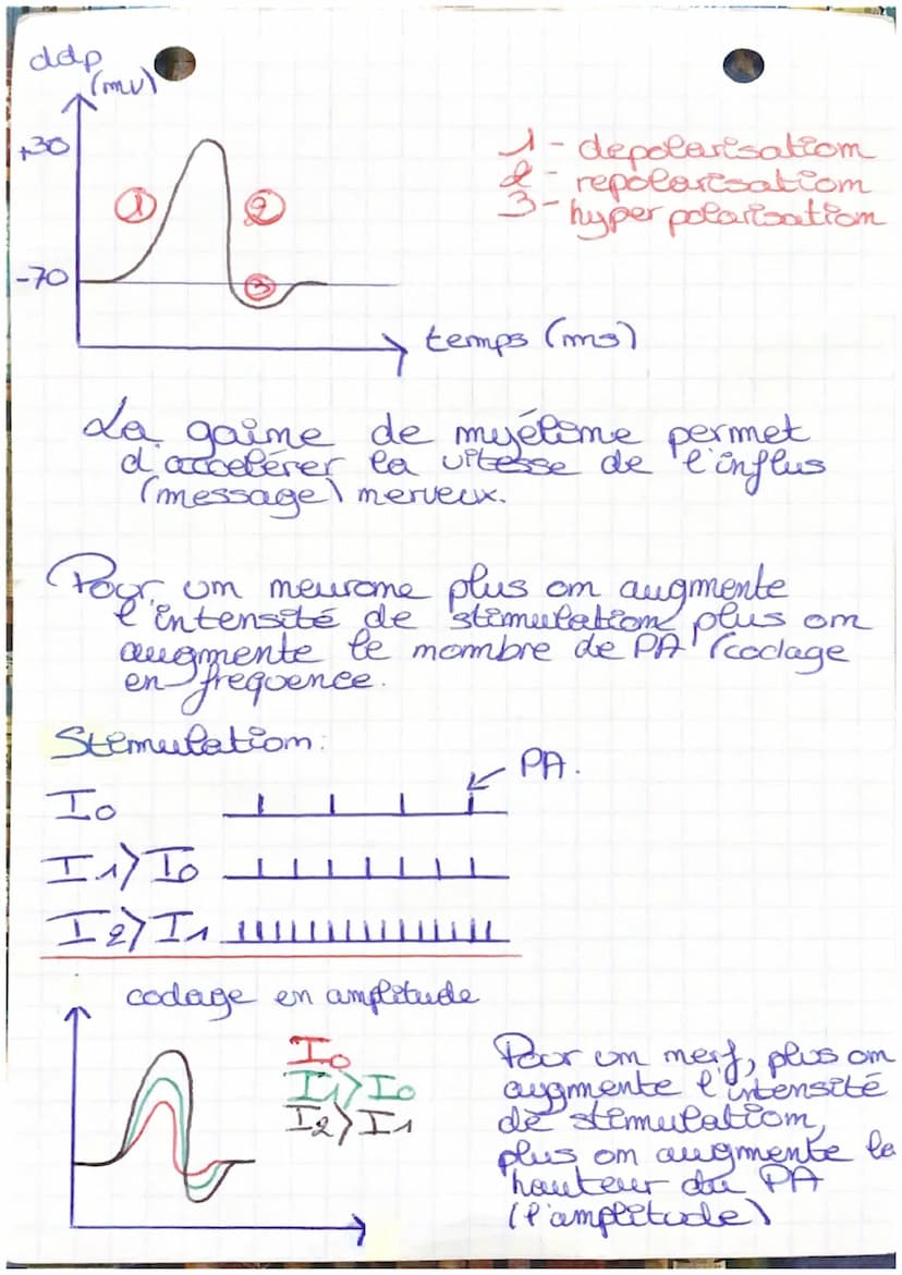 BPH
RD
corps cellulaire
- dendrite
Chap 7-La psychologie
merveuse
-axome
@-myélime
moeud de Ranvier
l'arborisation terminale.
HITNOT P
-
ddp