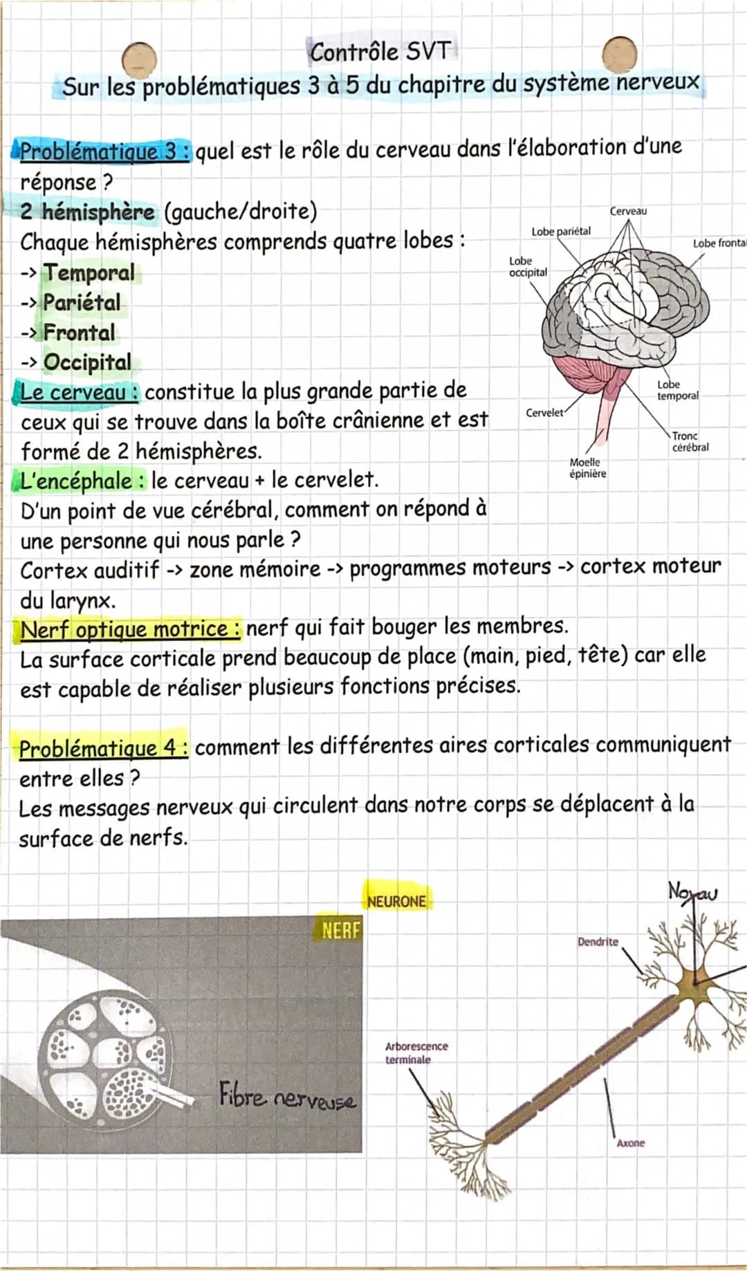 SVT sur le système nerveux 