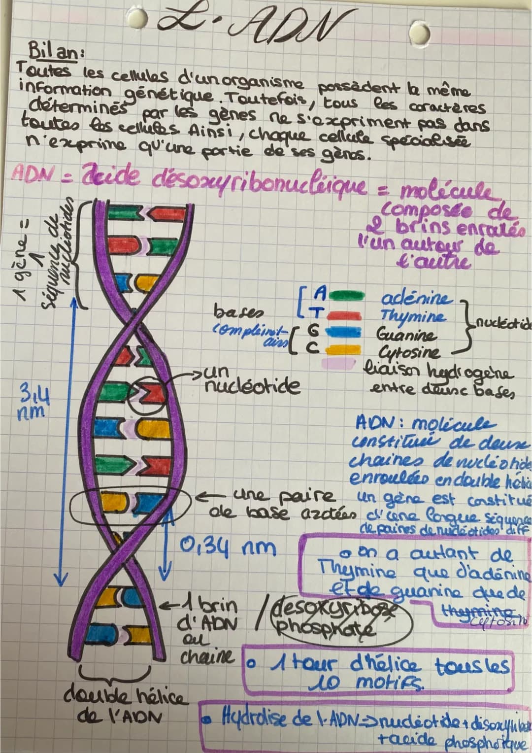 L. ADN
Bil an:
Toutes les cellules d'un organisme possèdent la même
information génétique. Toutefois, tous les caractères
toutes les cellule