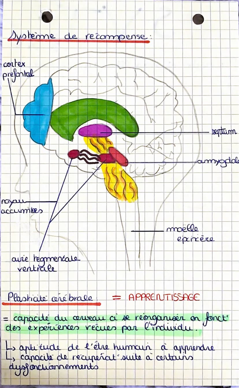 SVT
=
Cerveau
organe fragile a preserver
protege par squelette, forme de ressus fragiles
->
spe 3
->sect" accidentelle ME: coupe voies motri