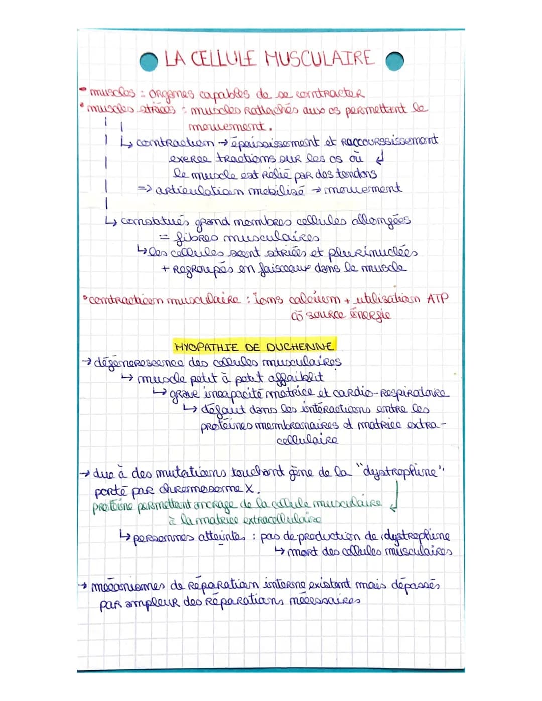 LA CELLULE MUSCULAIRE
muscles organes capables de se contracter
• muscles atrices muscles Rattachés aux os permettant le
1
maruement.
1 ↳ co