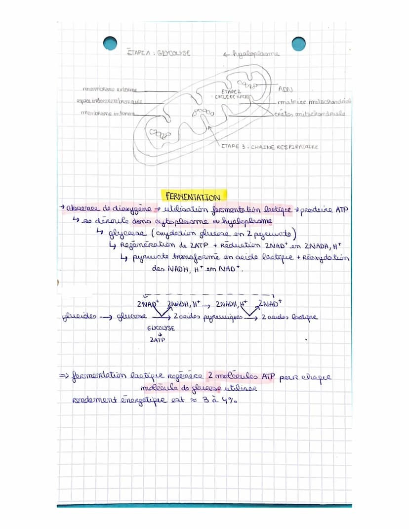 LA CELLULE MUSCULAIRE
muscles organes capables de se contracter
• muscles atrices muscles Rattachés aux os permettant le
1
maruement.
1 ↳ co