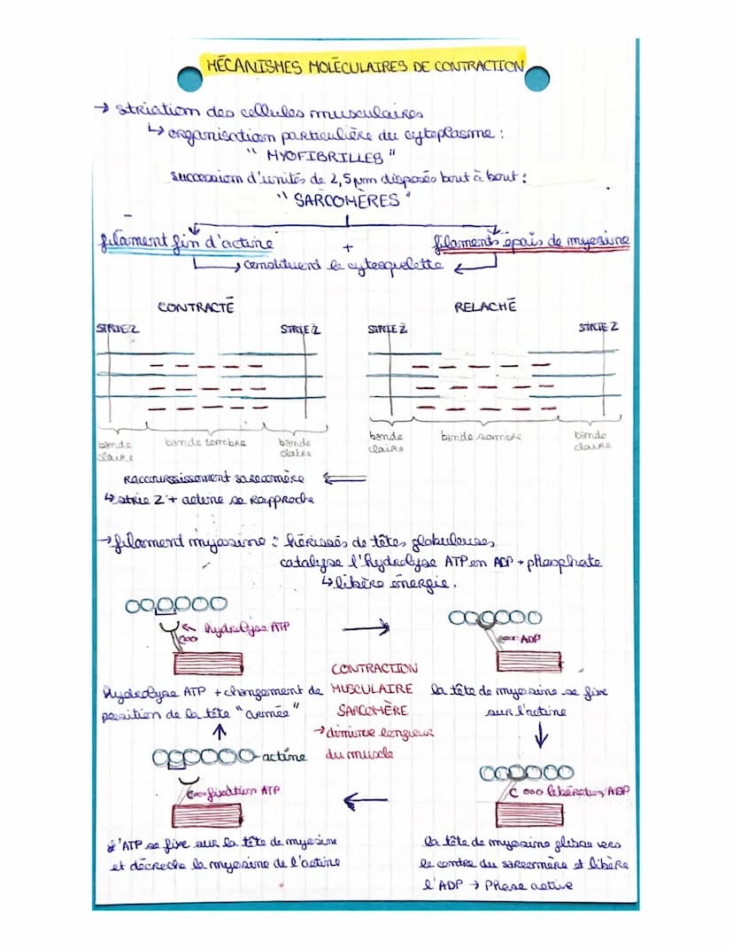 LA CELLULE MUSCULAIRE
muscles organes capables de se contracter
• muscles atrices muscles Rattachés aux os permettant le
1
maruement.
1 ↳ co