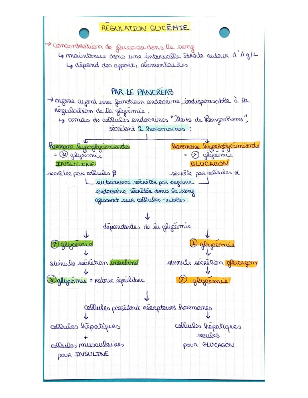 LA CELLULE MUSCULAIRE
muscles organes capables de se contracter
• muscles atrices muscles Rattachés aux os permettant le
1
maruement.
1 ↳ co