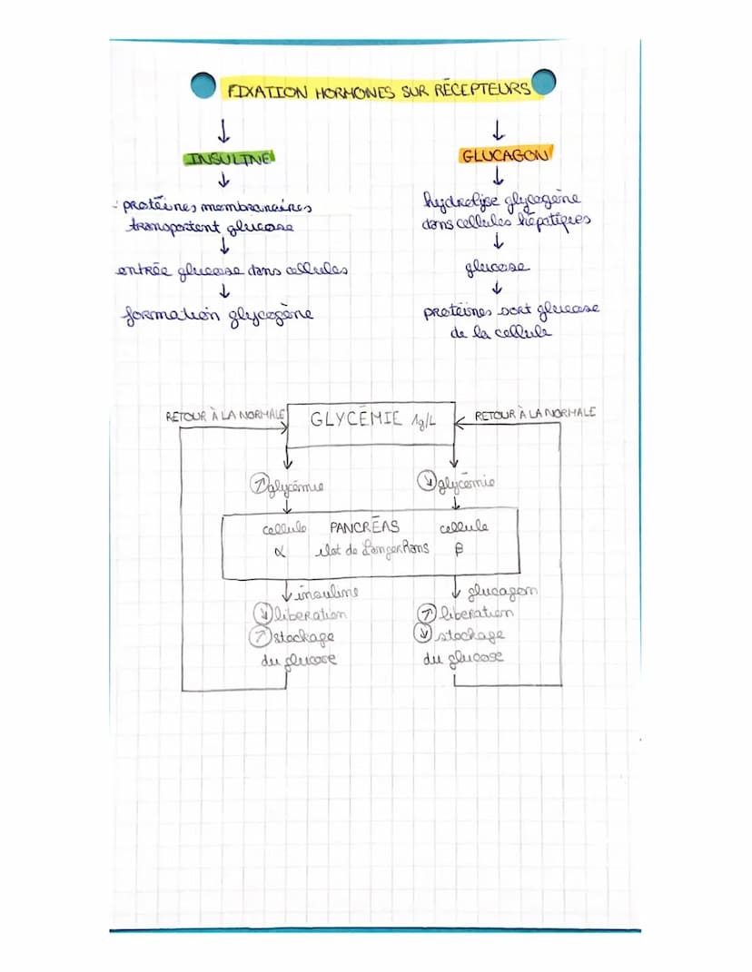 LA CELLULE MUSCULAIRE
muscles organes capables de se contracter
• muscles atrices muscles Rattachés aux os permettant le
1
maruement.
1 ↳ co