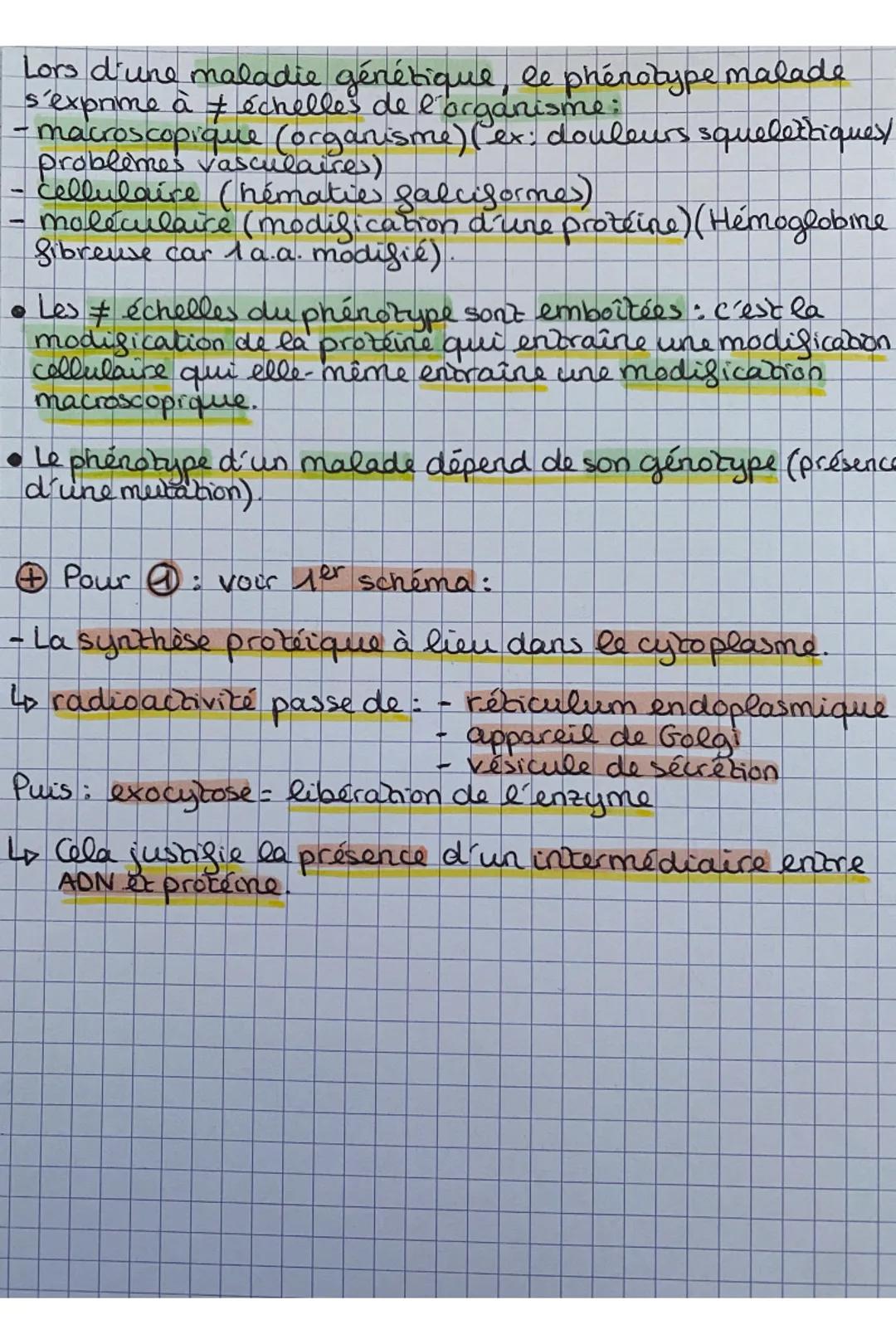 -
ADN
Nombreux nucleotides.
A, T, G,C
Sucre : désoxyribose.
2 De l'ADN en ARNm: la branscription
ADN en cours de
branscription
brin non bran
