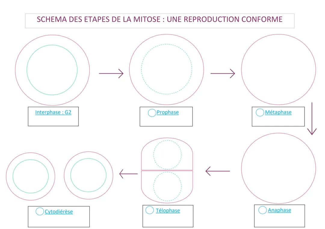 Schéma de la mitose à compléter 