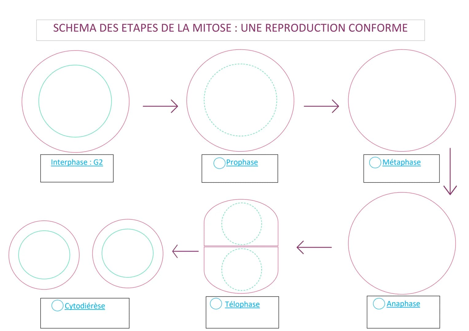 SCHEMA DES ETAPES DE LA MITOSE : UNE REPRODUCTION CONFORME
Interphase G2
DO
Cytodiérèse
Prophase
D
Télophase
Métaphase
Anaphase