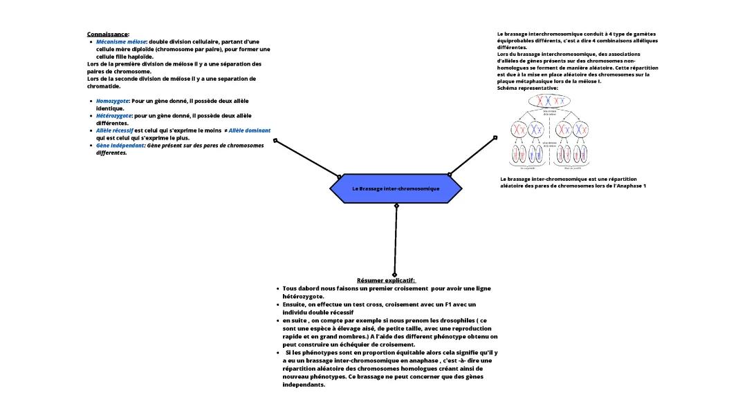 Le brassage inter-chromosomique 